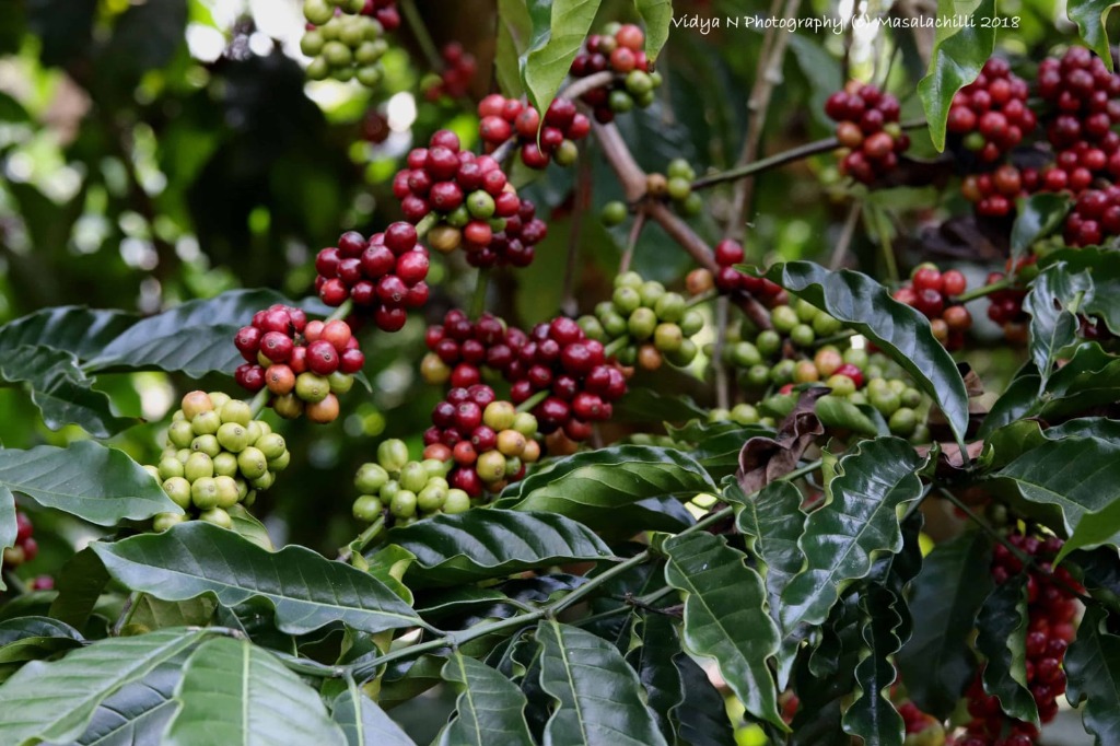 Coorg Coffee Estate