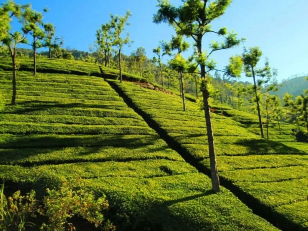 Ooty Tea Garden